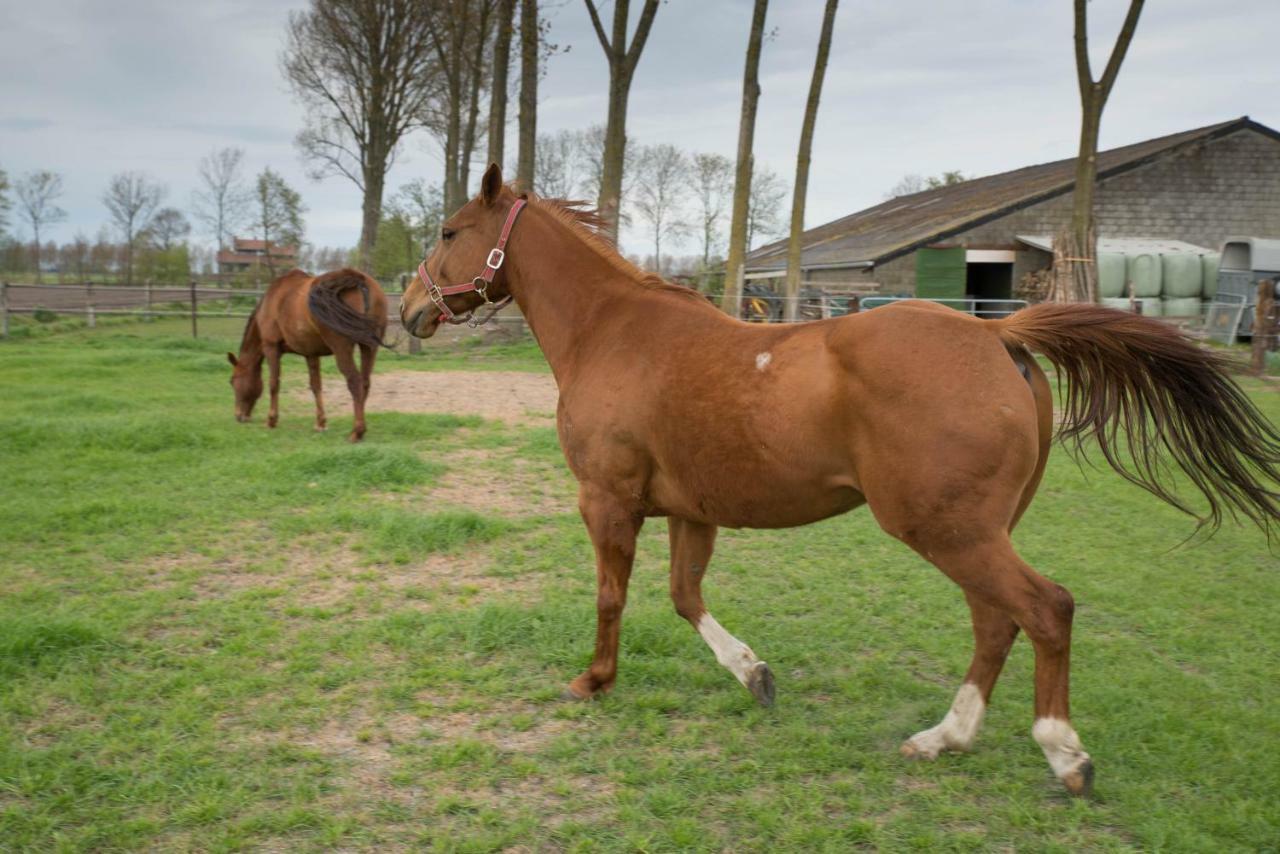 Willa Boeren Biezen Bed Landelijk Zewnętrze zdjęcie